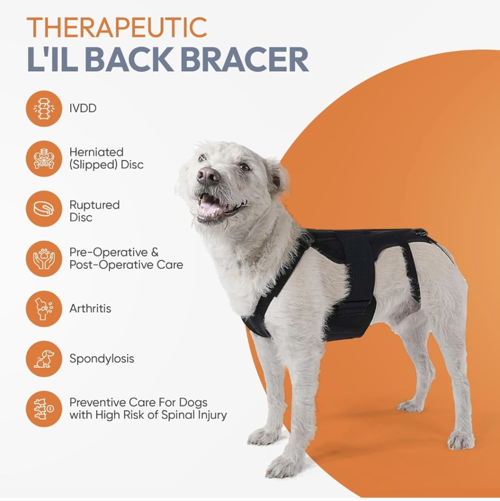 Dog back brace for IVDD